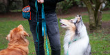 5 TRAINING TIPS EVERY DOG GUARDIAN SHOULD KNOW!